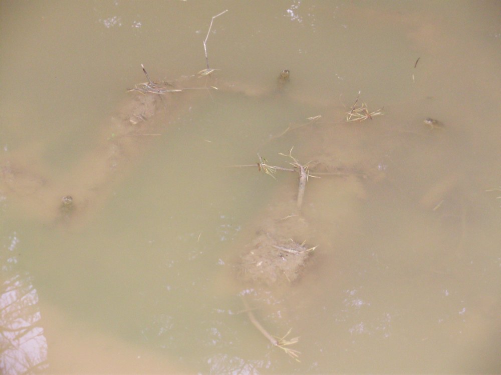 Tipologie di habitat dell''ululone nella collina atesina